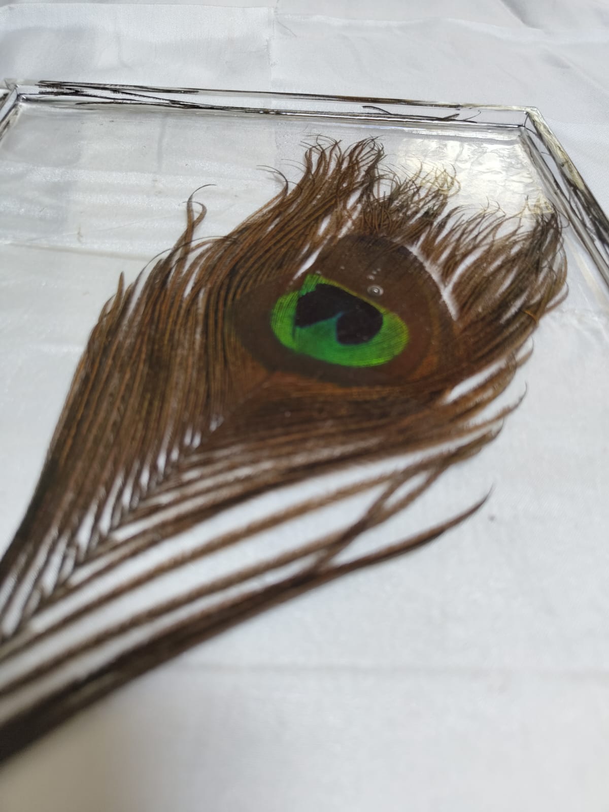 PEACOCK | Tray M/O Embedded Feather & raised edges